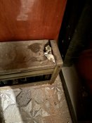 IMG_0565.jpeg