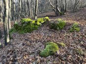 IMG_1143.JPEG