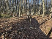 IMG_1147.JPEG