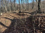 IMG_1148.JPEG