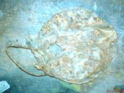 DSC00459.JPG