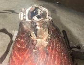 IMG_8169.jpeg
