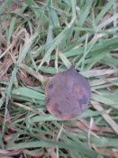 IMG0146A.jpg