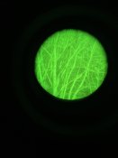 IMG_9151.jpeg