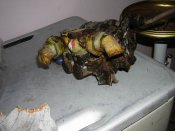 DSCN9690.JPG