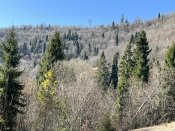 IMG_9441.JPEG