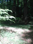 IMG0254A.jpg