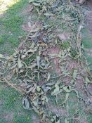 Кацапська маскувальна сітка