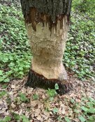 IMG_0581.jpeg