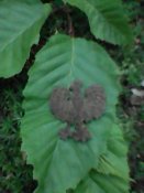 IMG0285A.jpg