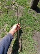 приблуда з польової кухні.WH