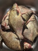 IMG_6352.jpeg