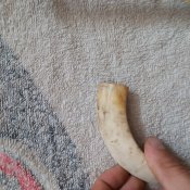 Клык дикого кабана за вашу цену