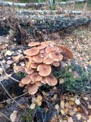 IMG_20231107_122259.jpg