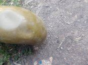 Фляга москаля