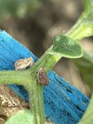 IMG_4255.jpeg