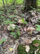 IMG_2624.jpeg