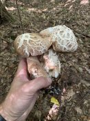 IMG_2623.jpeg