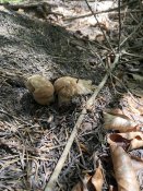 IMG_2608.jpeg
