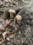 IMG_2605.jpeg