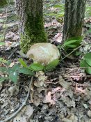 IMG_2603.jpeg