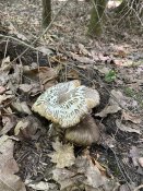 IMG_2626.jpeg