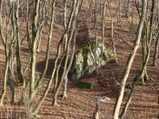 DSC08135.JPG