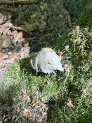 IMG_0486.JPEG