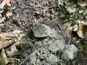 IMG_0501.JPEG