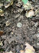 IMG_0613.JPEG