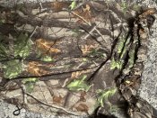Маскувальний водовітрозахисний комплект куртка штани від “Realtree Hardwoods” 56/5-6