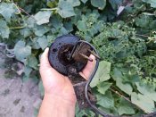 антена з нім.техніки