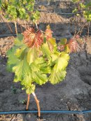 IMG20250715201006.jpg