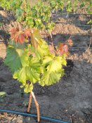 IMG20250715201011.jpg