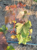 IMG20250715201055.jpg