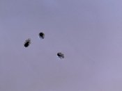 223rem-100-gr-13.jpg