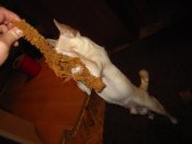 IMG_2581.JPG