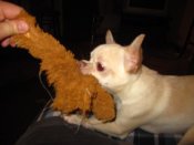 IMG_2585.JPG
