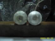 DSCI0774.JPG