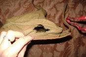 DSC04088.jpg
