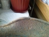 CAM00380.jpg