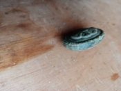 Тильнік (ромашка) шашки