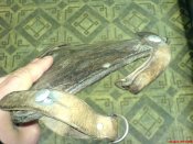 DSC06620.jpg