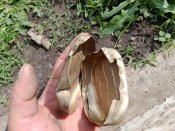 мильниця нім.солдата