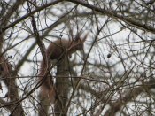 IMG_1077.JPG