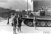 Tiger_06.jpg
