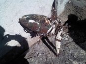 IMG003.jpg