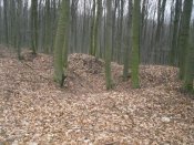 SDC15889.JPG