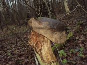 хабарок (84).JPG