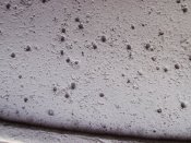 IMG_9585.JPG